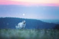 Beautiful young pure White Swiss Shepherd dog or puppy in winter nature with sunrise sky and falling snow Royalty Free Stock Photo