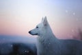 Beautiful young pure White Swiss Shepherd dog or puppy in winter nature with sunrise sky and falling snow Royalty Free Stock Photo