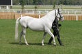 Beautiful young purebred gray arabian mare with her trainer Royalty Free Stock Photo