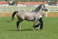 Beautiful young purebred gray arabian mare Royalty Free Stock Photo