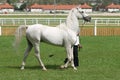 Beautiful young purebred gray arabian stallion Royalty Free Stock Photo