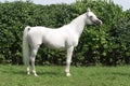 Beautiful young purebred gray arabian stallion Royalty Free Stock Photo