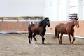 Young healthy horse running free in the riding hall Royalty Free Stock Photo