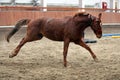 Young healthy horse running free in the riding hall Royalty Free Stock Photo