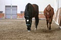 Young healthy horse running free in the riding hall Royalty Free Stock Photo