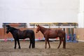 Young healthy horse running free in the riding hall Royalty Free Stock Photo