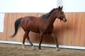 Young healthy horse running free in the riding hall Royalty Free Stock Photo