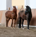 Young healthy horse running free in the riding hall Royalty Free Stock Photo