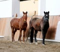 Young healthy horse running free in the riding hall Royalty Free Stock Photo