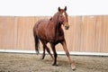 Young healthy horse running free in the riding hall Royalty Free Stock Photo