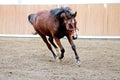 Young healthy horse running free in the riding hall Royalty Free Stock Photo