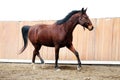 Young healthy horse running free in the riding hall Royalty Free Stock Photo