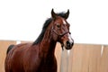 Young healthy horse running free in the riding hall Royalty Free Stock Photo