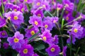 Beautiful young purple primrose flowers with a yellow center