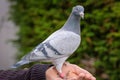 Young racing pigeon on a fancier& x27;s hand looks straight into the camera