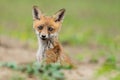Young Red fox, Vulpes vulpes Royalty Free Stock Photo