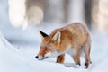 Beautiful young red fox Vulpes vulpes. Fox looking for food under the snow. Wildlife scene with nature predator. Animal in Royalty Free Stock Photo