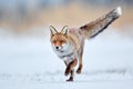 Beautiful young red fox Vulpes vulpes. Fox looking for food under the snow. Wildlife scene with nature predator. Animal in Royalty Free Stock Photo