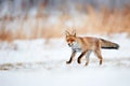 Beautiful young red fox Vulpes vulpes running away from freshly fallen snow. Wildlife scene with nature predator. Animal in Royalty Free Stock Photo