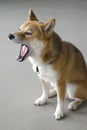 Beautiful young red Shiba Inu dog yawns Royalty Free Stock Photo