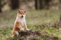 Beautiful Young Red Shiba Inu Puppy Dog