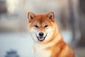 Beautiful Young Red Shiba Inu Puppy Dog outdoors. Cute japanese dog posing outside Royalty Free Stock Photo