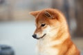 Beautiful Young Red Shiba Inu Puppy Dog outdoors. Cute japanese dog posing outside Royalty Free Stock Photo