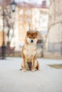 Beautiful Young Red Shiba Inu Puppy Dog outdoors. Cute japanese dog posing outside Royalty Free Stock Photo