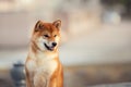 Beautiful Young Red Shiba Inu Puppy Dog outdoors. Cute japanese dog posing outside Royalty Free Stock Photo