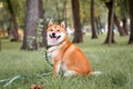 Beautiful Young Red Shiba Inu Puppy Dog Standing Outdoor Royalty Free Stock Photo