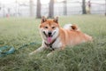 Beautiful Young Red Shiba Inu Puppy Dog Standing Outdoor Royalty Free Stock Photo