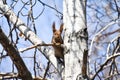 Beautiful young red squirrel attentively observes the environment