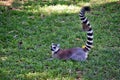 Beautiful young ring tailed lemur Royalty Free Stock Photo