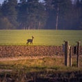 A beautiful young roe deer buck walking over the field in spring Royalty Free Stock Photo