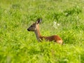 Beautiful young Roe deer doe standing in long green grass in summer Royalty Free Stock Photo