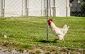 Beautiful young rooster, classic white color on green grass background Royalty Free Stock Photo