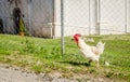 Beautiful young rooster, classic white color on green grass background Royalty Free Stock Photo