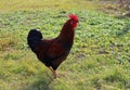 Brown young rooster in profile on the grass