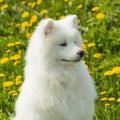 Beautiful young Samoyed dog on a background of grass and dandeli