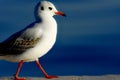 A beautiful young seagul flying Royalty Free Stock Photo