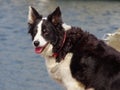 Beautiful young shpherd Border Collie dog Royalty Free Stock Photo