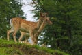 Beautiful young sika deer came out of the forest Royalty Free Stock Photo