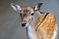 Beautiful young sika deer close-up. Wild nature Royalty Free Stock Photo