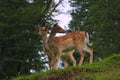 Beautiful young sika deer at the edge of the forest Royalty Free Stock Photo