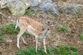 Beautiful young sika deer at the edge of the forest Royalty Free Stock Photo