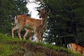 Beautiful young sika deer at the edge of the forest Royalty Free Stock Photo