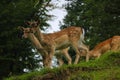 Beautiful young sika deer stand at the edge of the forest Royalty Free Stock Photo