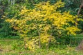 A beautiful young small branchy ash tree with gold and yellow leaves on the green trees background in a park in autumn Royalty Free Stock Photo