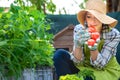Beautiful young small business farmer smelling freshly harvested tomatoes in her garden. Homegrown bio produce concept