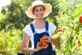 Beautiful young smiling woman harvesting fresh tomatoes from the garden and showing at the camera. Royalty Free Stock Photo